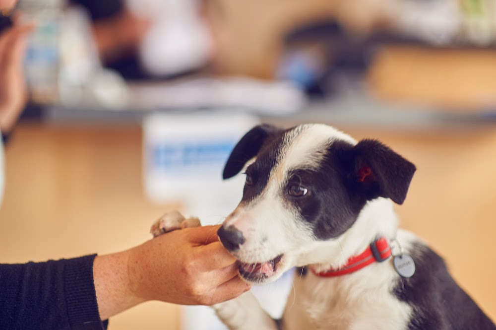 Amical Veterinary Centre