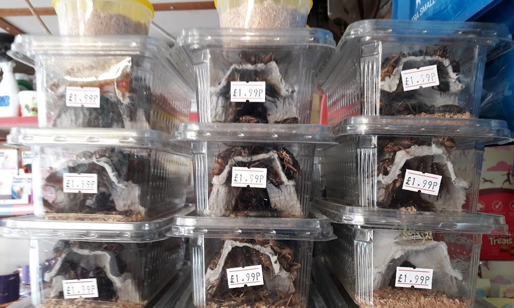 Pet Shop